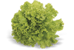 Picture of Alface