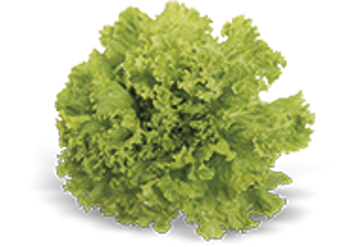 Picture of Alface